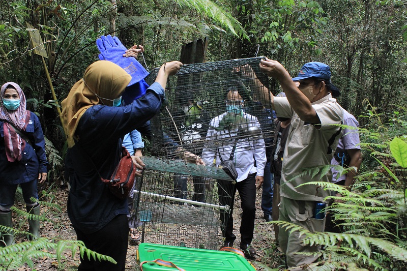 ISCP & BKSDA Sumut lepasliarkan 7 individu Kukang dan satwa liar lainnya di kawasan hutan Dairi